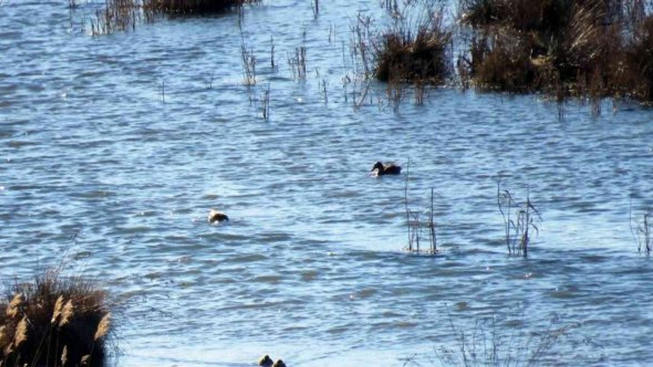 Erzincan’da su kuşu sayımı yapıldı