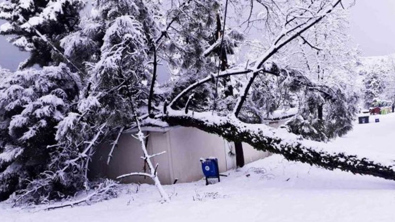 Kar, Kdz. Ereğli’de onlarca ağacı devirdi, dallarını kırdı