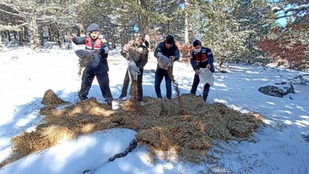 Karla kaplı Kazdağları’na yaban hayvanları için yem bırakıldı