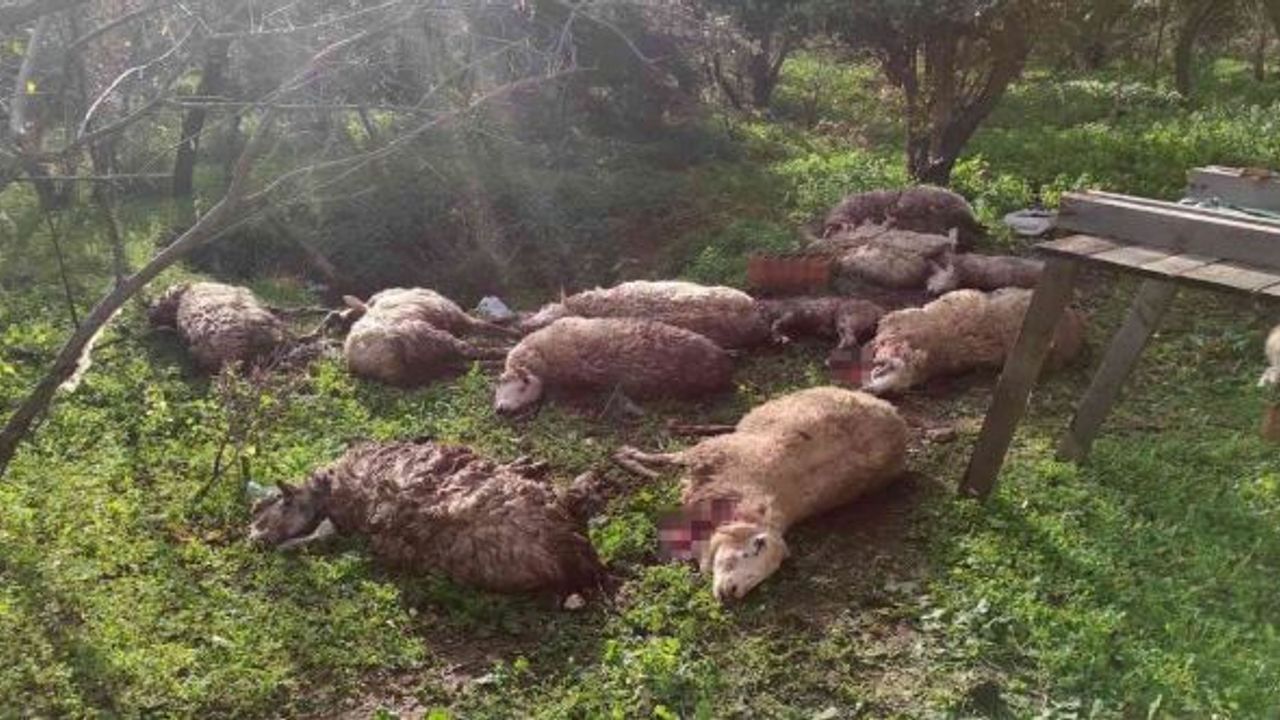 Koyunlarını ölü görünce köpekleri kafalarından vurarak öldürdü