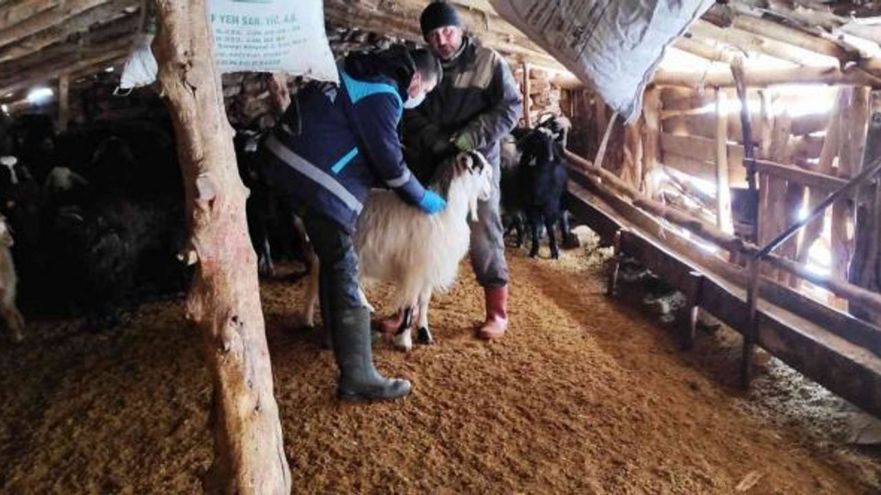 Kütahya’da anaç koyun keçi tespit çalışmaları