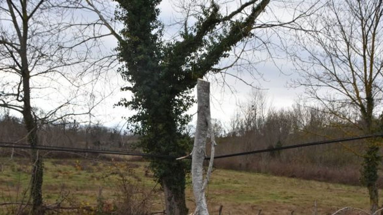 Yıkılan ağaç telefon tellerine zarar verdi