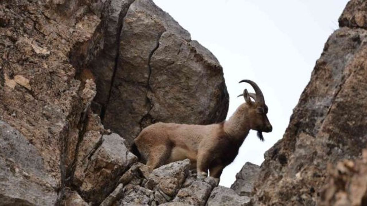 Tunceli’de koruma altında bulunan yaban keçileri görüntülendi