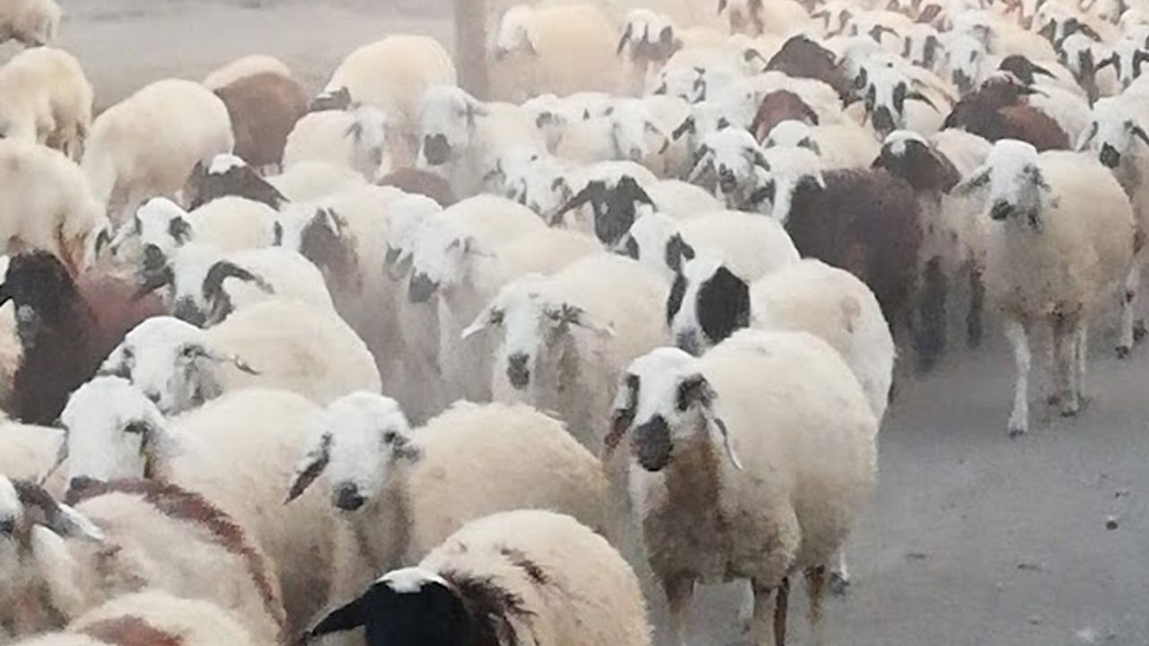Koyun sürüleri sıcaktan etkileniyor