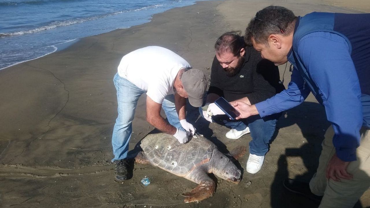 Aydın’da son 4 günde 3 deniz kaplumbağası ölü olarak bulundu