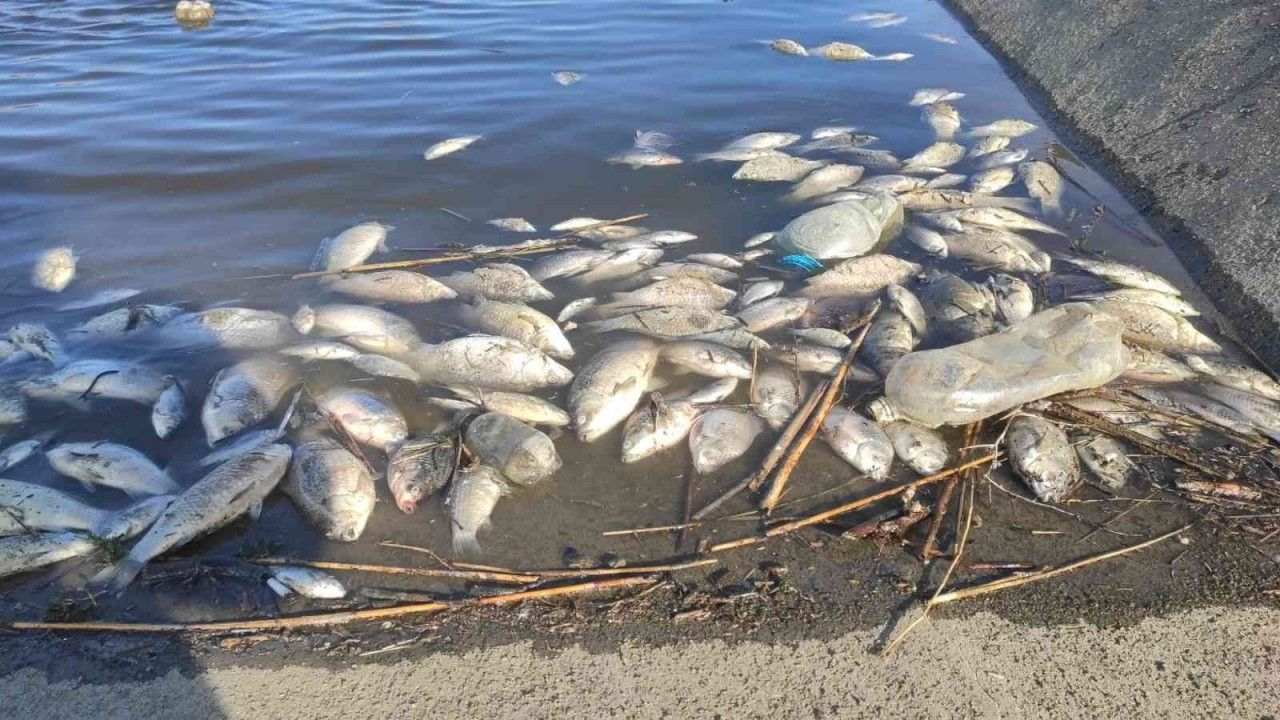 Balık ölümleri, onarımdan dolayı kanaldaki suların çekilmesi sebebiyle gerçekleşti