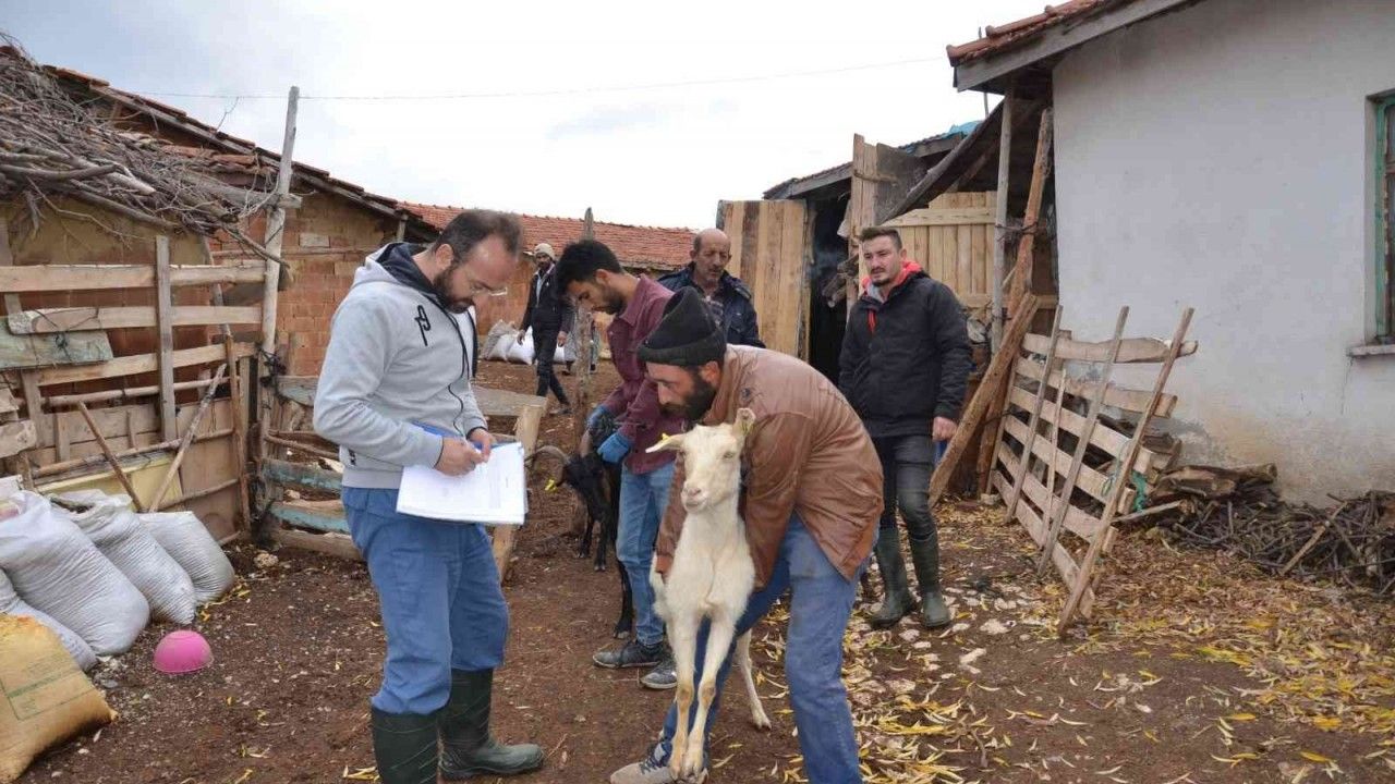 Emet’te "Keçi belediyeden, süt köylüden, peynir kooperatiften" projesi