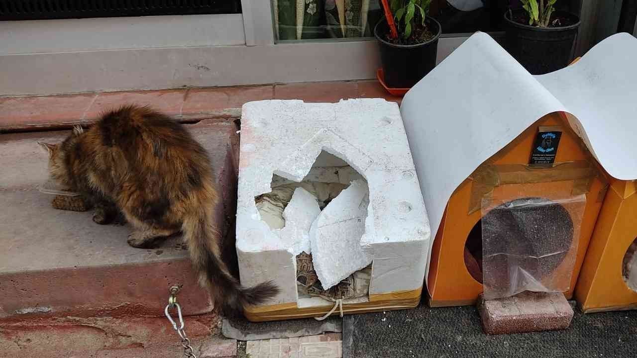 Fatih’te kedinin yuvasını yumruklayarak parçalayan şüpheli güvenlik kamerasında