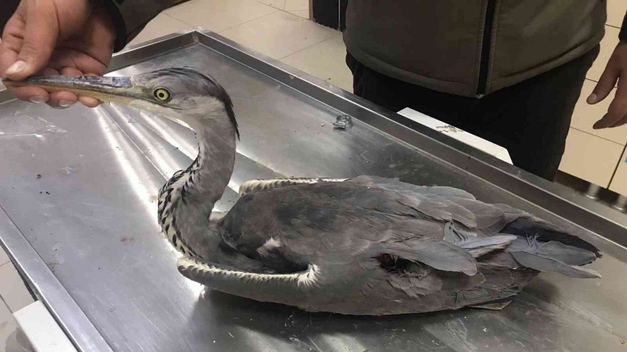 Kars’ta yaralı Gri Balıkçıl kuşu tedavi altına alındı