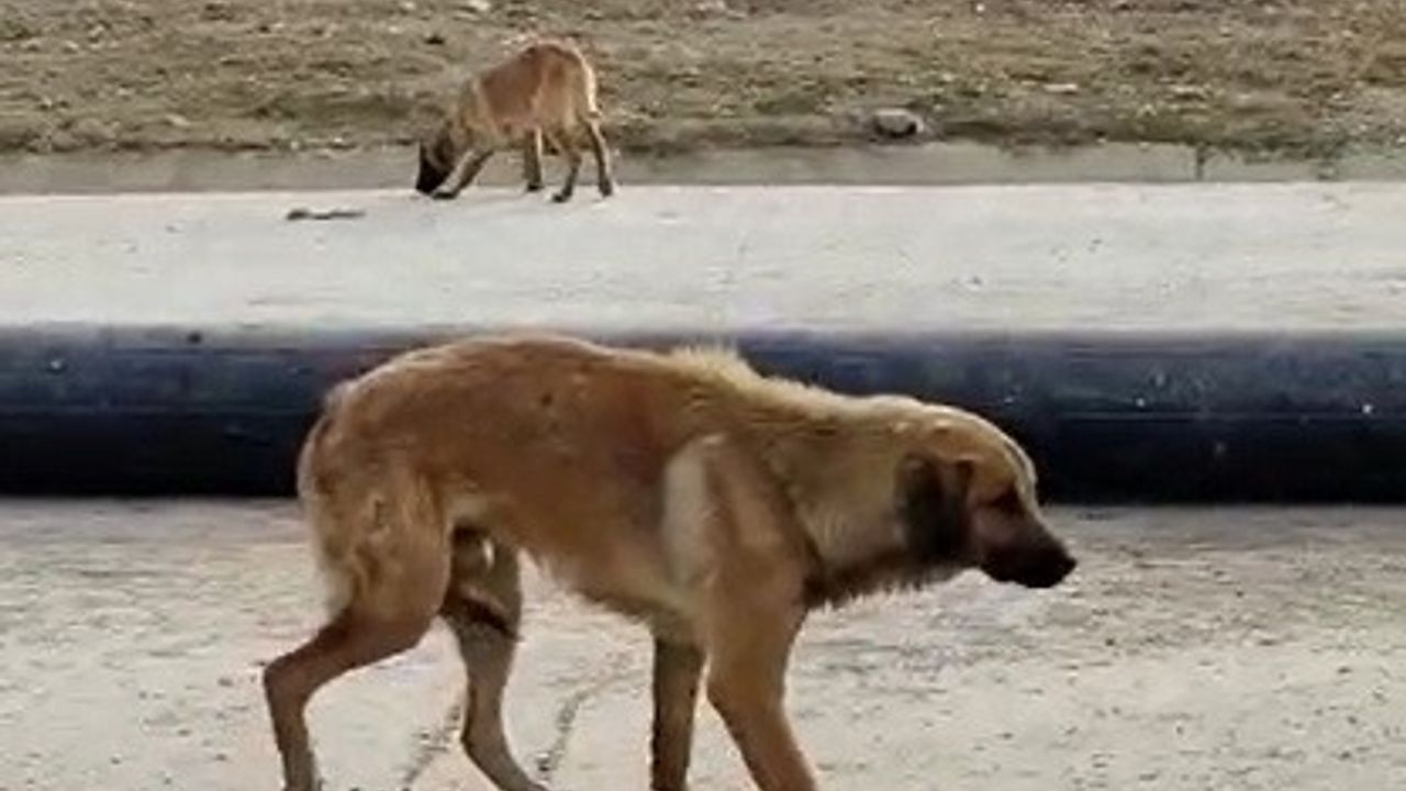 (ÖZEL) Bacağı kırılan köpeğin yardımına hayvan severler koştu