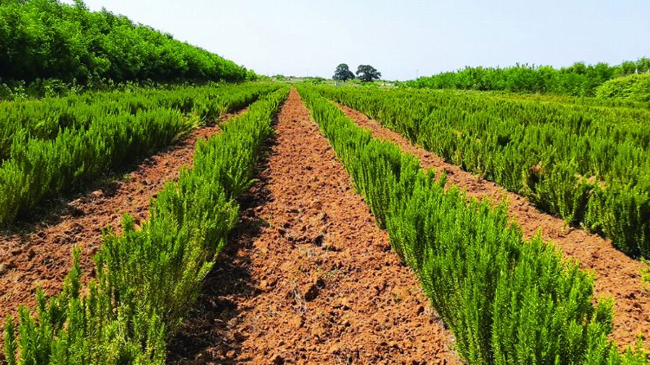 Sakarya'da biberiye üretimi 12 tona ulaştı