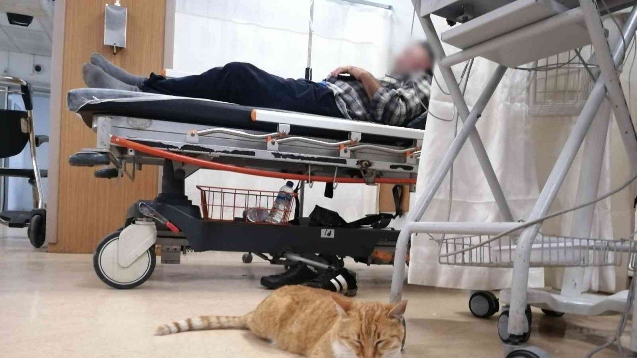 Üşüyen kedi geceyi hastanenin acilinde geçirdi