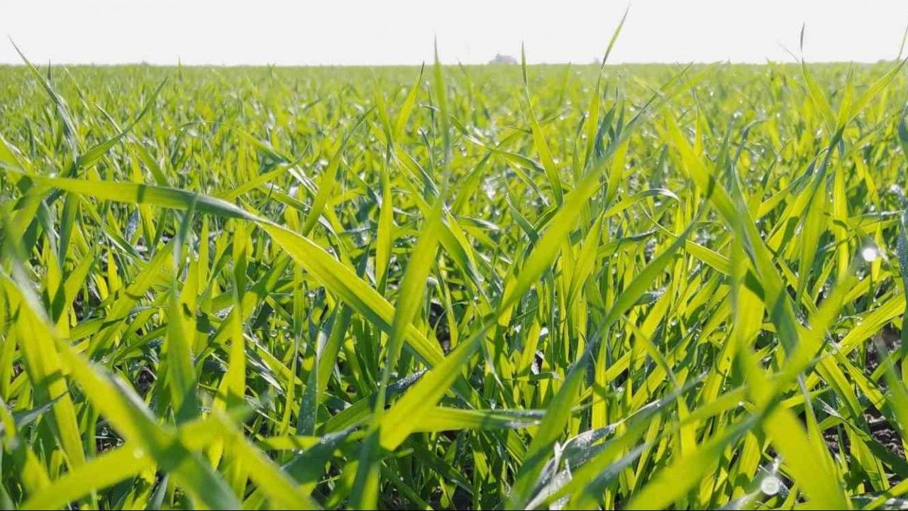 Adana’da tarlalar yeşile büründü... Buğdayda 700 bin ton rekolte bekleniyor
