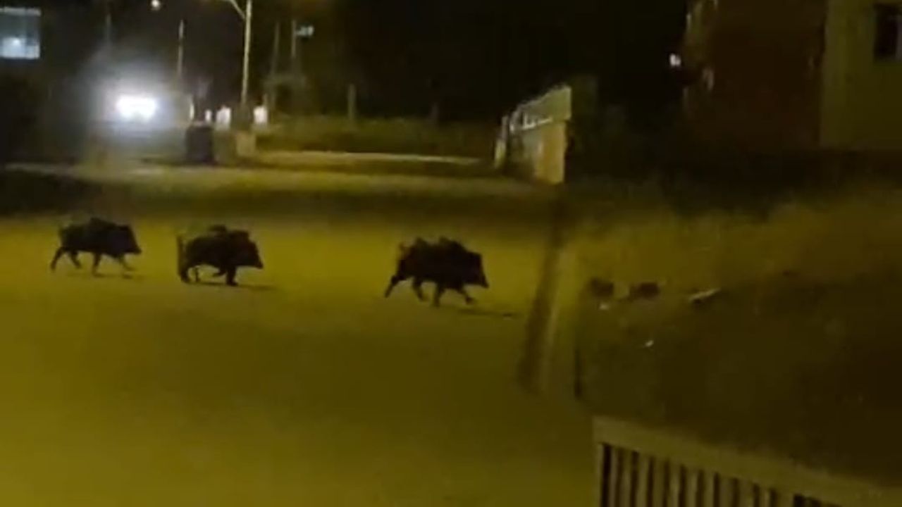 Aşkale’de aç kalan domuzlar ilçe merkezine indi