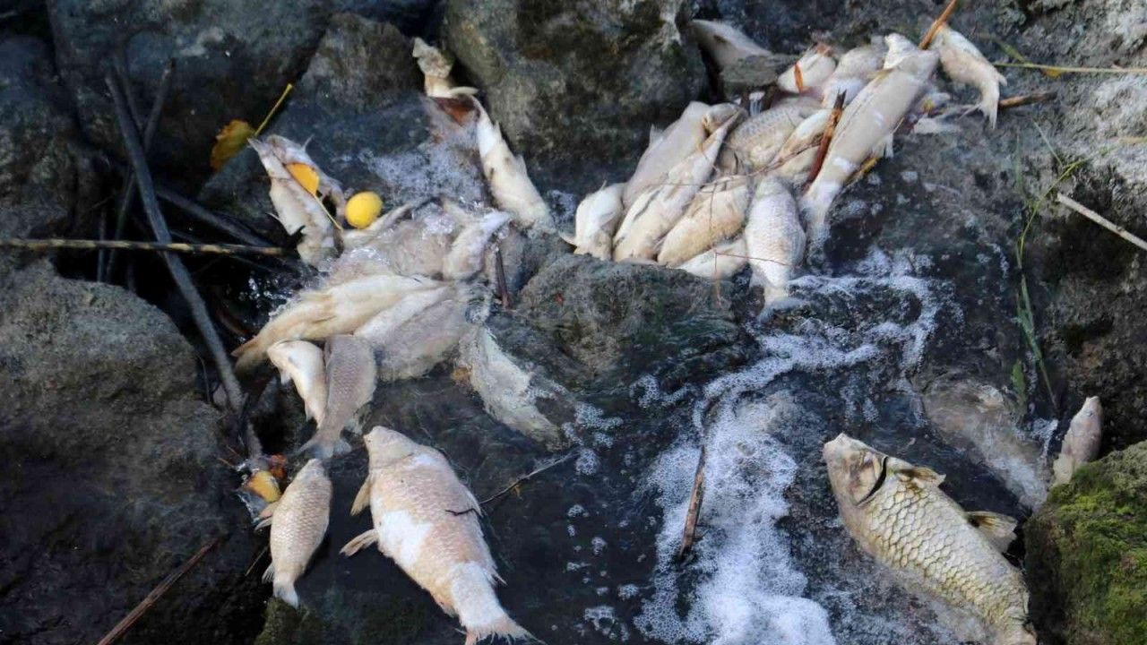 Ceyhan Nehri’nde balık ölümleri: Binlerce balığın ölüm nedeni araştırılıyor