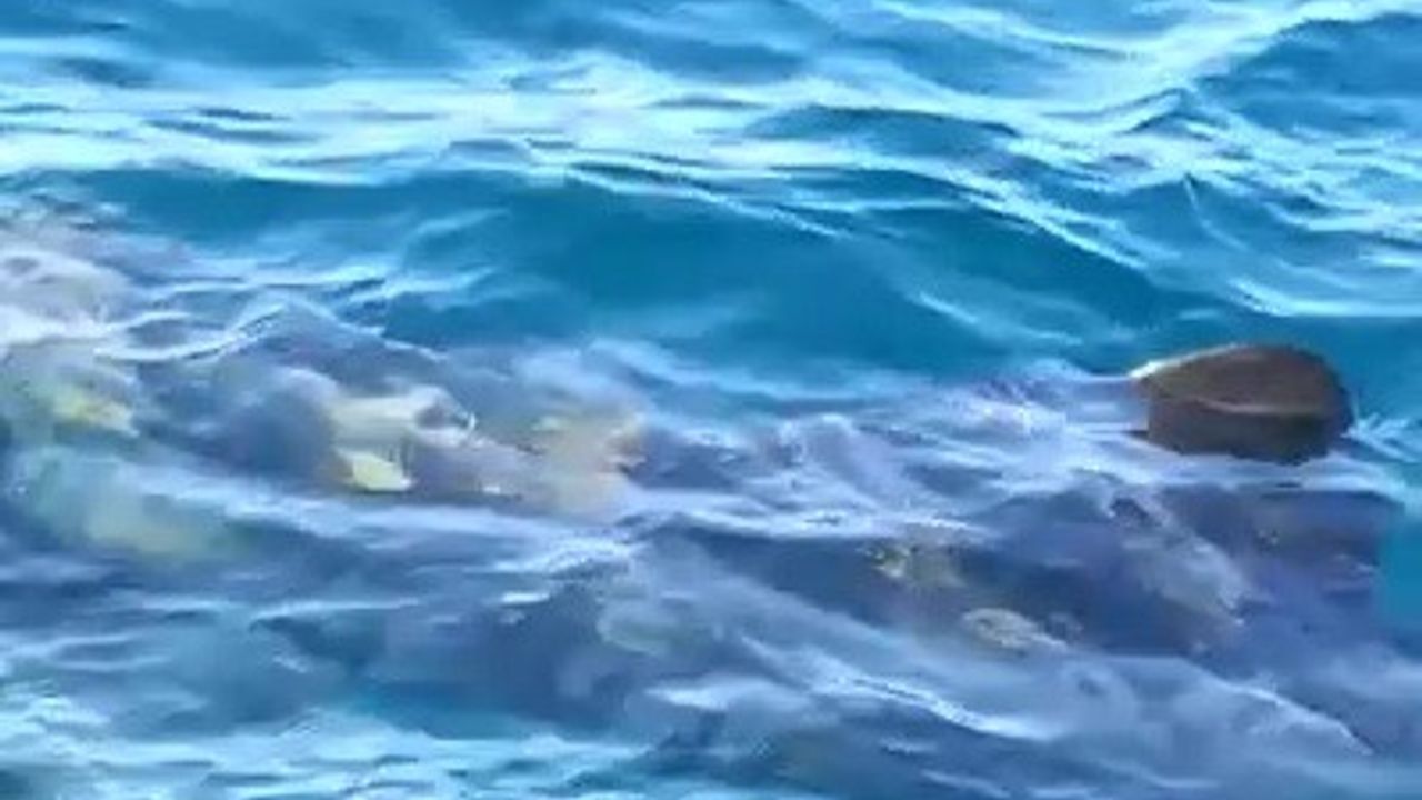 Edremit Körfezi’nde köpek balığı paniği