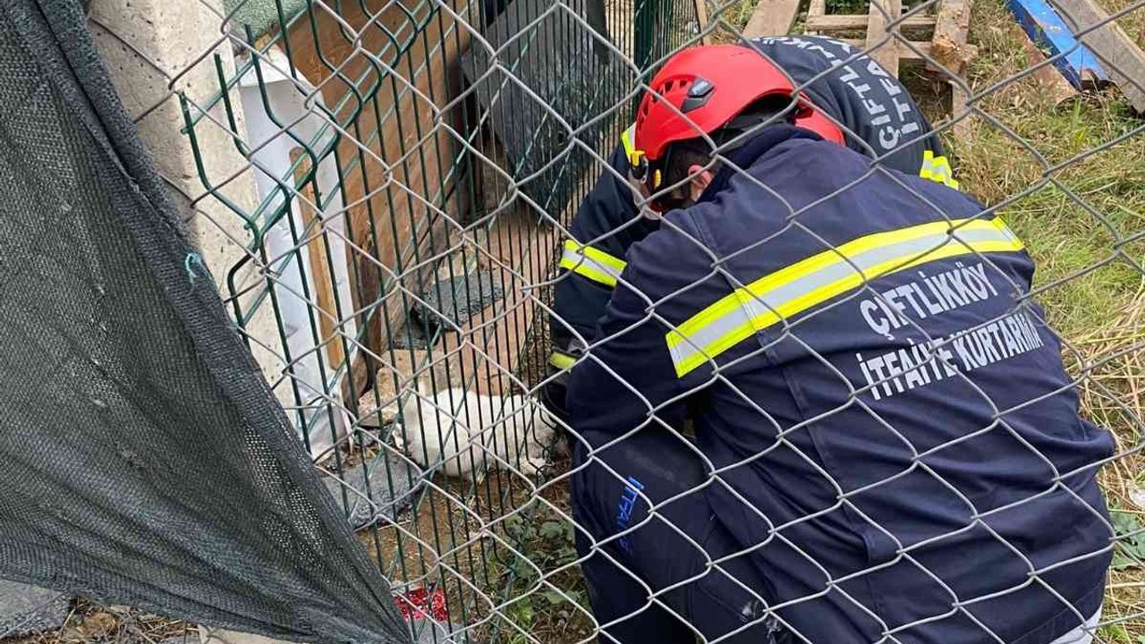 Kafası çitlere sıkışan yavru köpeği itfaiye kurtardı