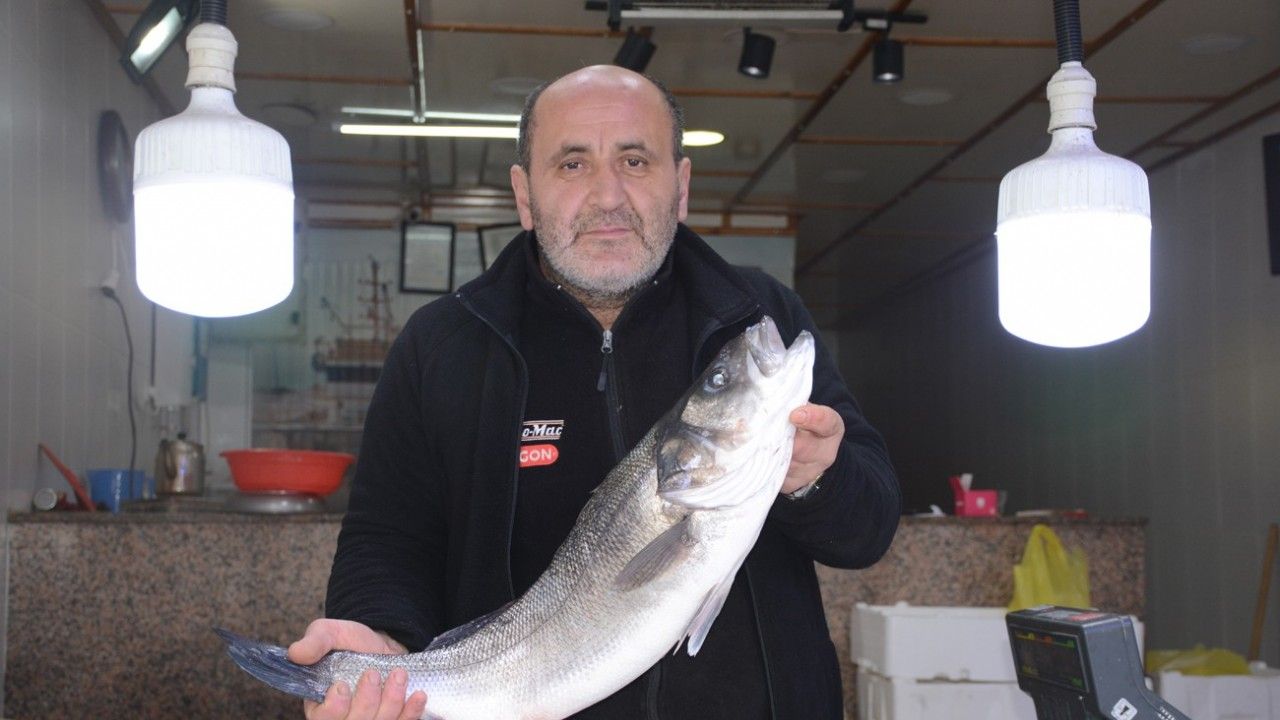 Karadeniz’de 4,5 kiloluk levrek avlandı