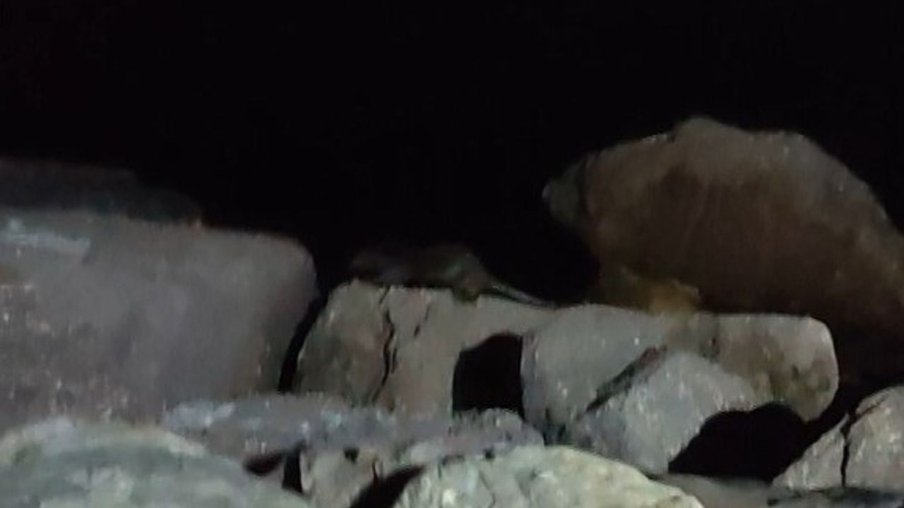 Kartal Sahili’nde ortaya çıkan su samuru kamerada