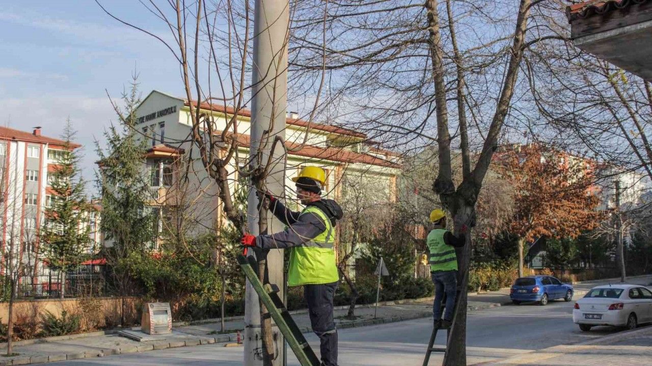 Mahallelerde ağaç budama çalışmaları