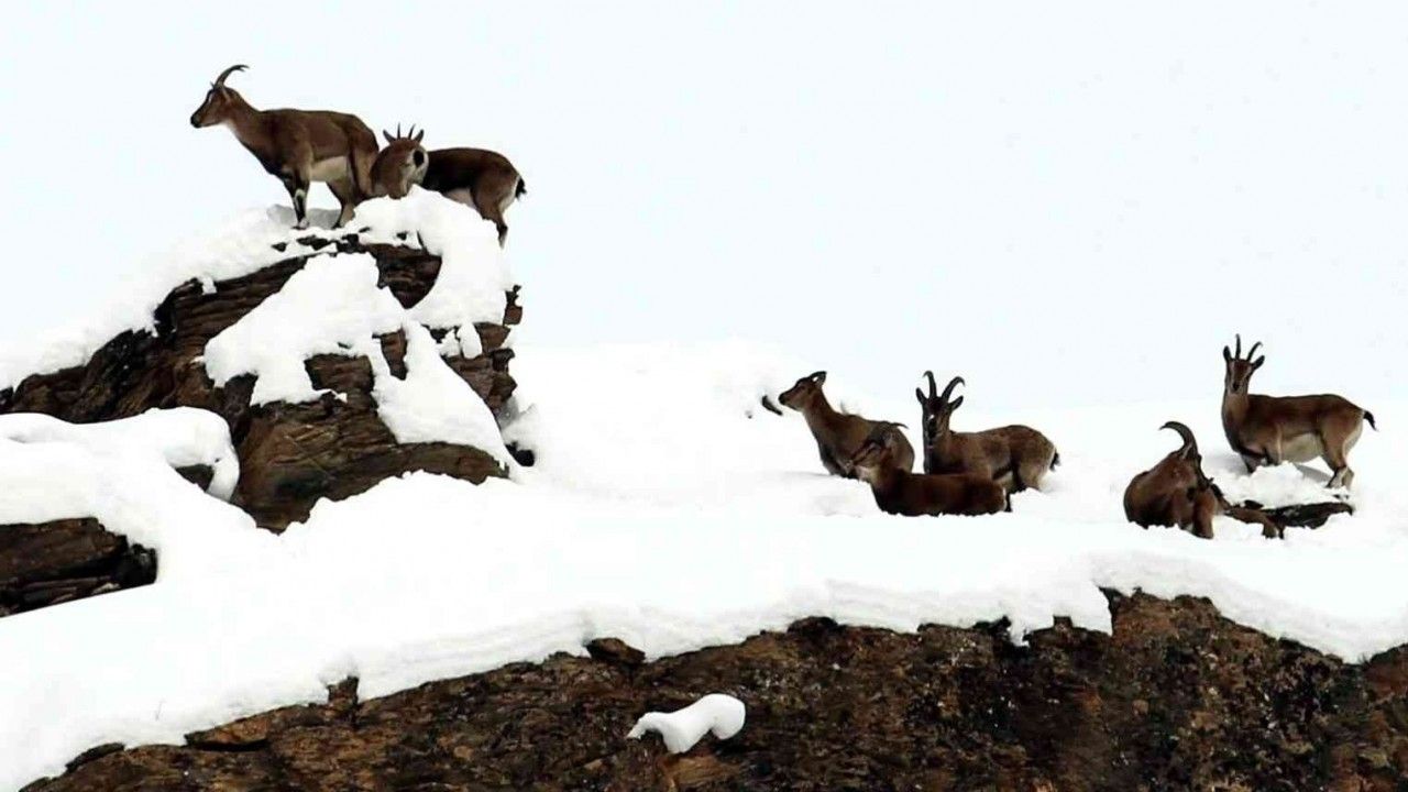 Zirvesi karla kaplanan dağda gezinen dağ keçileri havadan görüntülendi