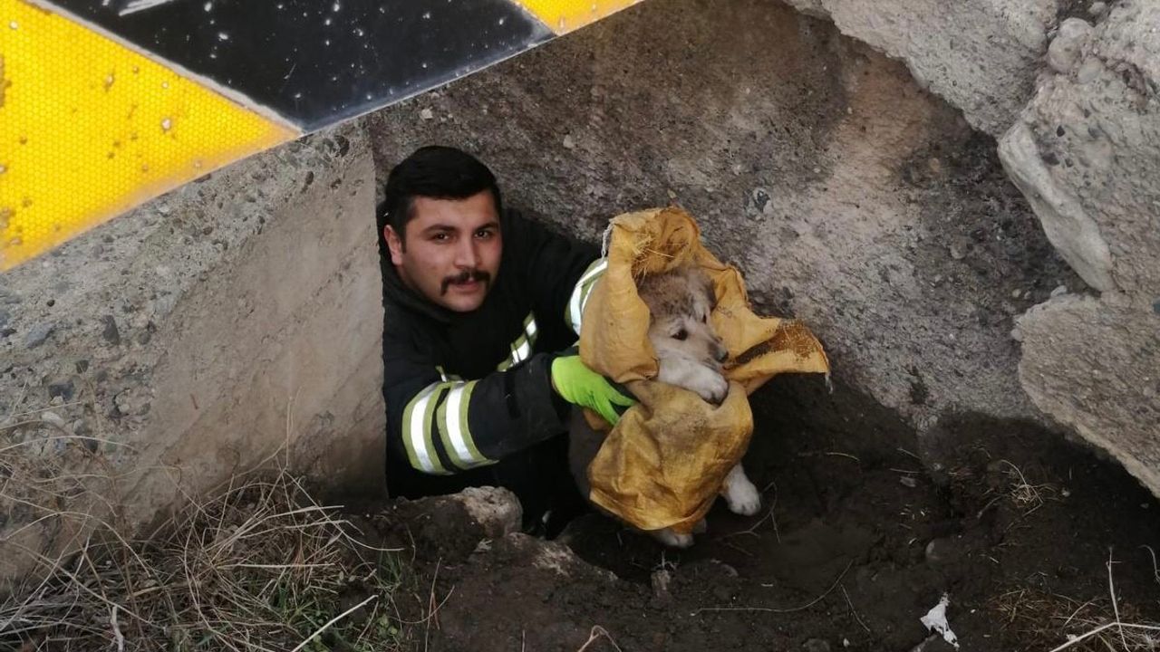 Köprü altında mahsur kalan yavru köpekler itfaiye ekiplerince kurtarıldı