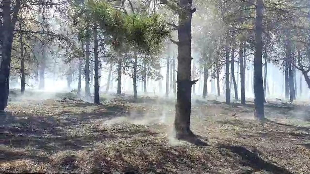 Tekirdağ’daki orman yangını kontrol altına alındı