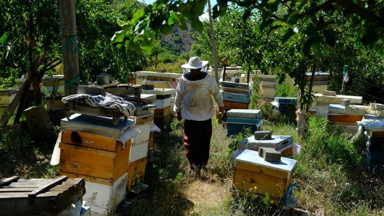 Erzincan’da arıların "tatlı uykusu" başlıyor