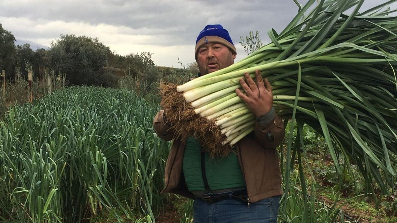 Manisalı üretici 35 yıl sonra ata tohumlarıyla sebze yetiştirmeye başladı