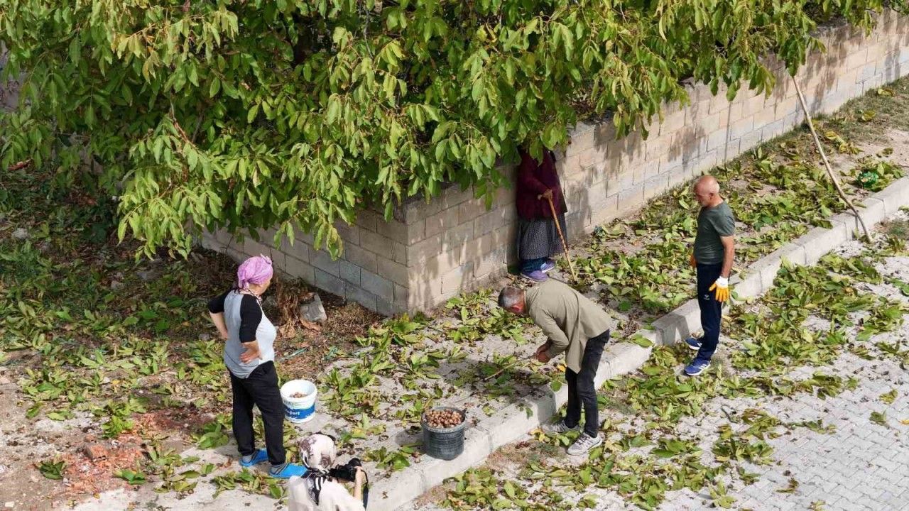 Erzincan'da Ceviz Hasadı Başladı - Nehaber24 - Haberler, En Son Güncel Haberler