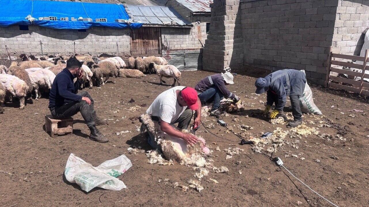 Erzincan yaylalarında kırkım mesaisi
