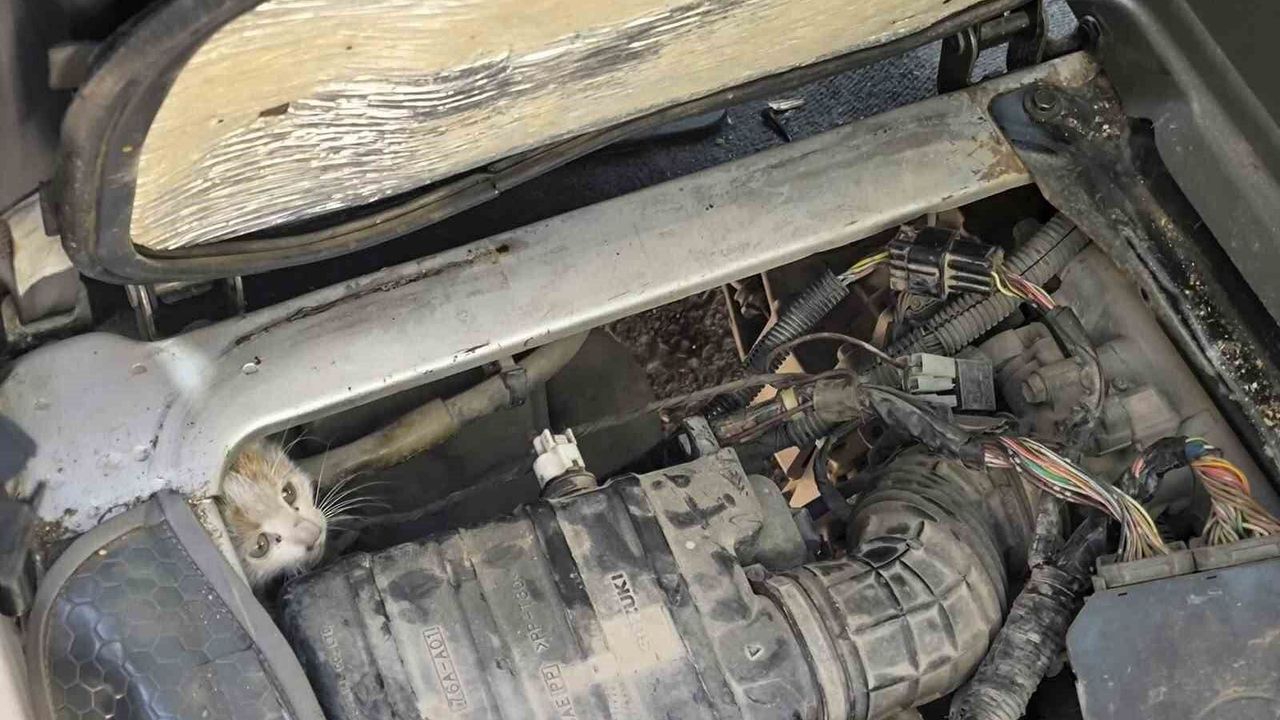 Erzincan'da motorda mahsur kalan yavru kedi itfaiye ile kurtuldu