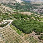 Erzincan'ın yüksek rakımlı kiraz bahçesinde hasat mesaisi