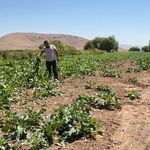 Erzincan’da Ayı ve Yaban Domuzları Tarlalara Dadandı