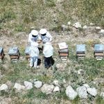 Erzincanlı Arıcılar Bal Hasadı İçin Gün Sayıyor