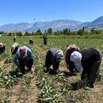 Sıcakta alın teriyle pancar çapalıyorlar
