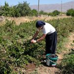 Dondurma yerken tanıştığı aronya bitkisinin üreticisi oldu
