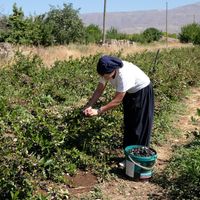 Erzincan
