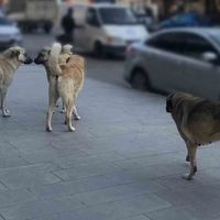Erzincan