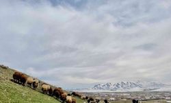 Ağrı’da baharın gelmesiyle koyun sürüleri yaylalara çıkarılmaya başlandı