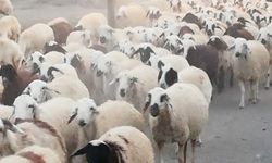 Koyun sürüleri sıcaktan etkileniyor