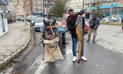 Ardahan’da boyları 1,5 metreyi aşan 5 yayın balığı yakalandı