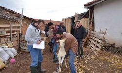 Emet’te "Keçi belediyeden, süt köylüden, peynir kooperatiften" projesi