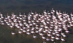Flamingolar Bodrum’a renk kattı