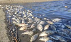 Hamzadere’de toplu balık ölümleri endişelendirdi