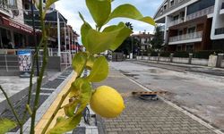 Marmaris’te sokakları limon ağaçları süsleyecek