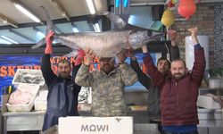 77 kiloluk kılıç balığını sırtladığı görüntüler balıkçıyı fenomen haline getirdi