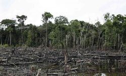 AB’den ormansızlaşmaya neden olan ürünlere ithal yasağı