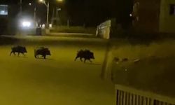 Aşkale’de aç kalan domuzlar ilçe merkezine indi