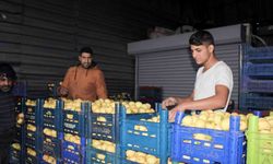 Aydın’da pazarların en rağbet gören ürünü limon oldu